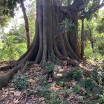 Alberi della gomma nel parco
