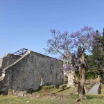 Jacaranda e rovine della basilica di Paleopoli